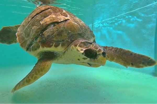 Tartaruga marina nuota in una vasca d'acqua chiara.